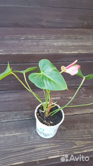 Продам антуриум