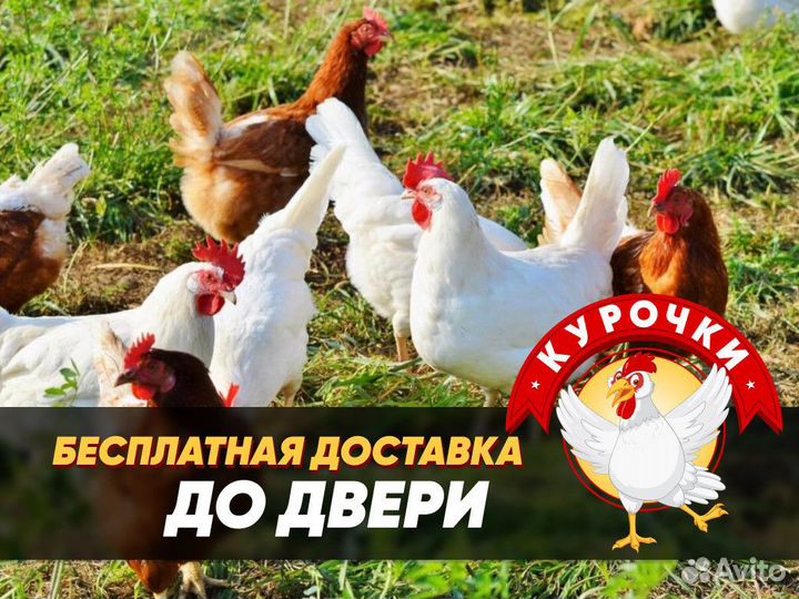 Курочки несушки фермерские