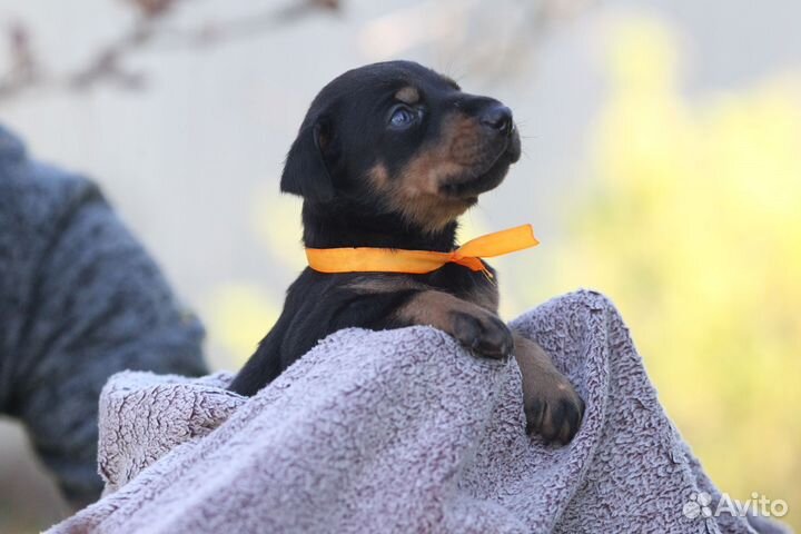 Щеночки добермана