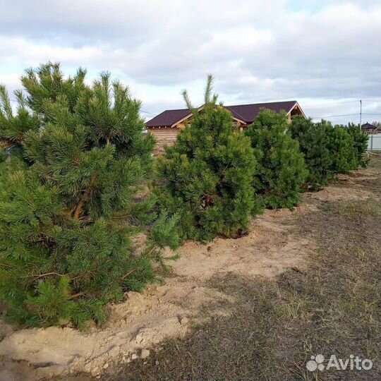 Сосна / Ель обыкновенная