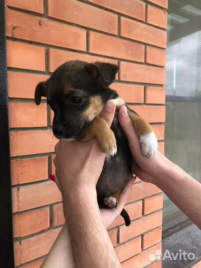 Щенок в добрые руки