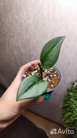 Сциндапсус Мунлайт (Scindapsus Moonlight)