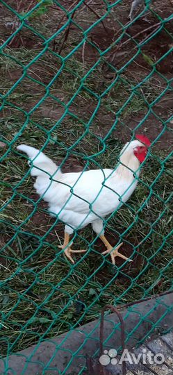 Молодые петушки