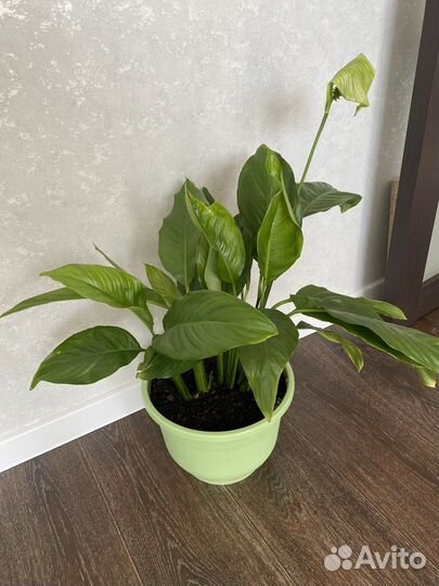 Спатифиллум, женское счастье