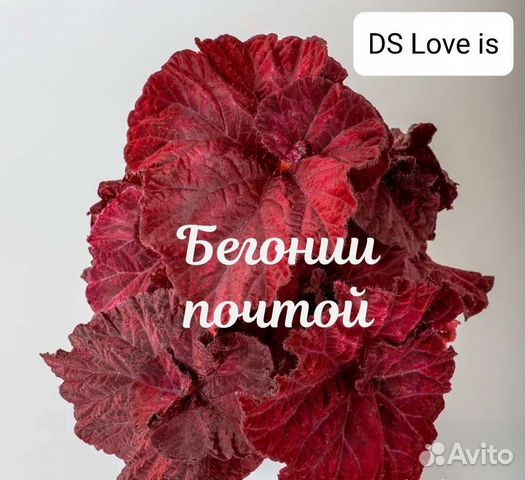 Begonia for Sale - Page 7 of 19 - HappyForestStore