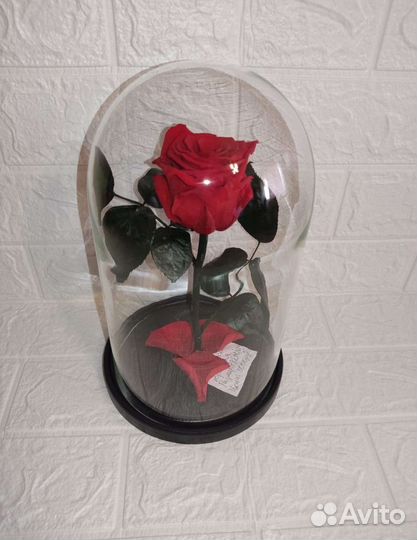Живая роза в колбе premium