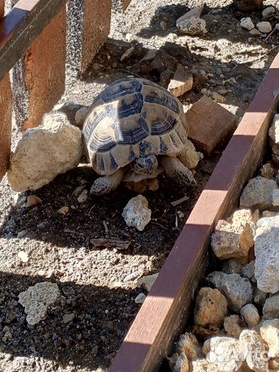 Аренда беседки с мангалом. Бассейн