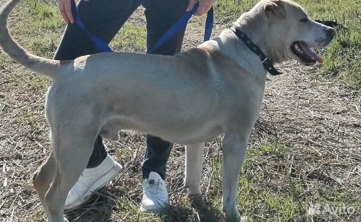 Поместь Лабрадора с Ам. стафордом