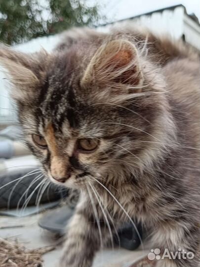 Отдам в добрые руки котенка девочку, подбросили