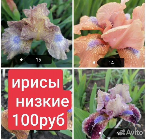 Ирисы карликовые