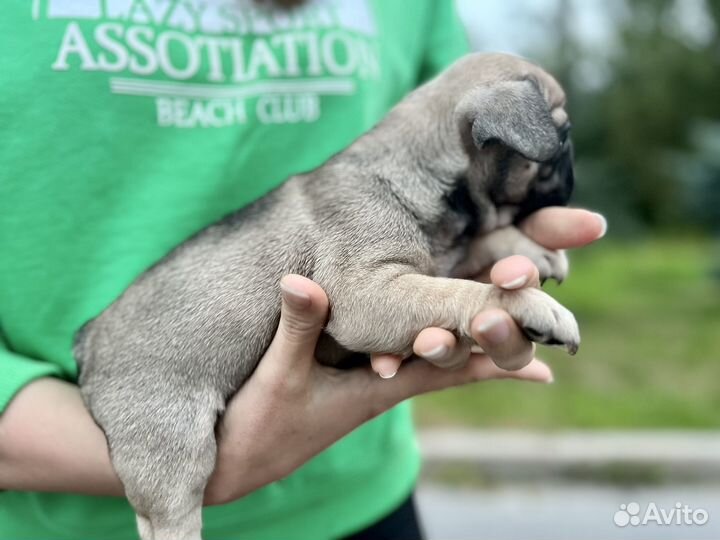 Щенки французского бульдога