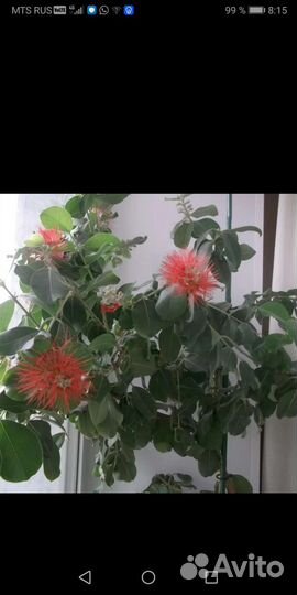 Редкие виды комнатных растений