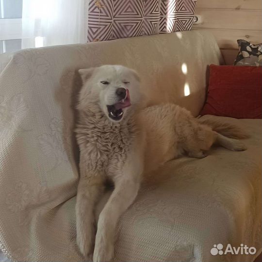 Отдам бесплатно