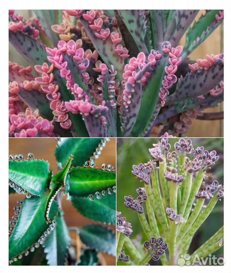 Детки каланхоэ (с листа)