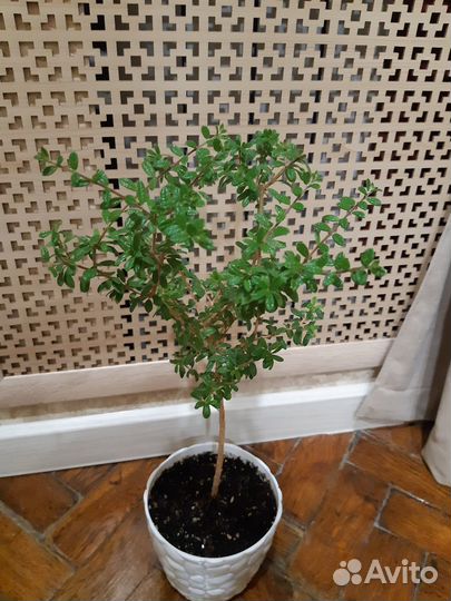 Нашия инагуенсис (растения для бонсай)