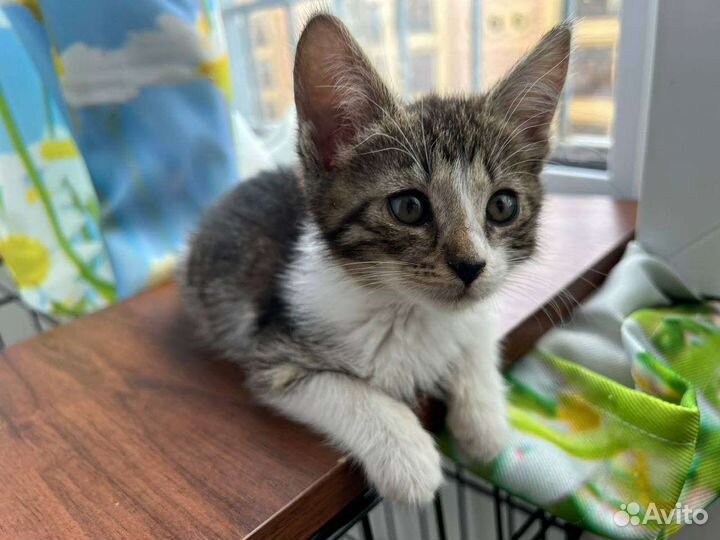 Котенок в добрые руки