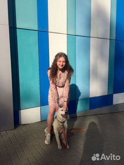 Выгул собак и зооняня