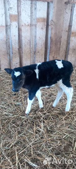 Телята телочки