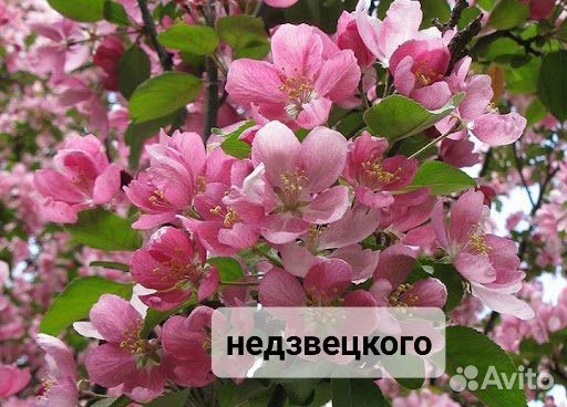 Яблоня роялти