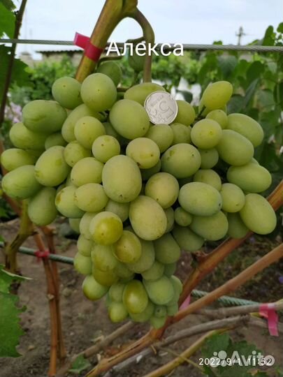 Саженцы винограда