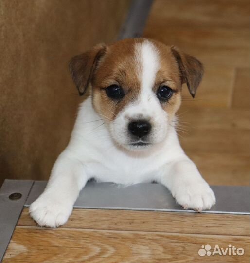 Джек Рассел терьер