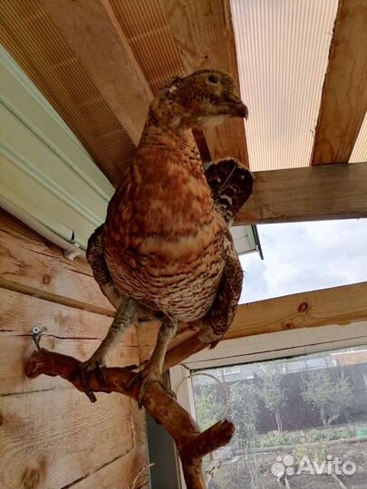 Чучело птицы