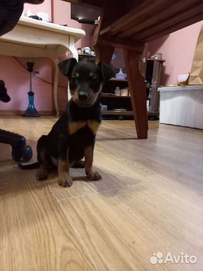 Щенки пинчера