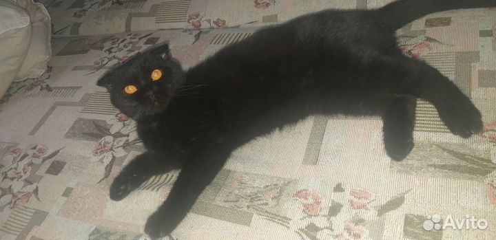 Шотландский кот вязка