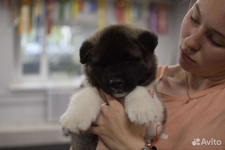 Щенки американской акиты