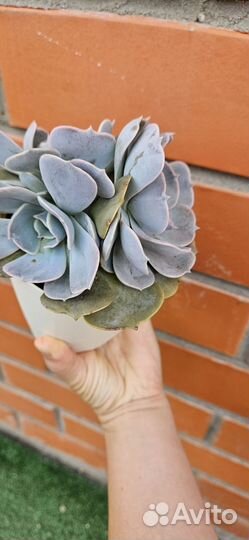 Эхеверия Лилацина