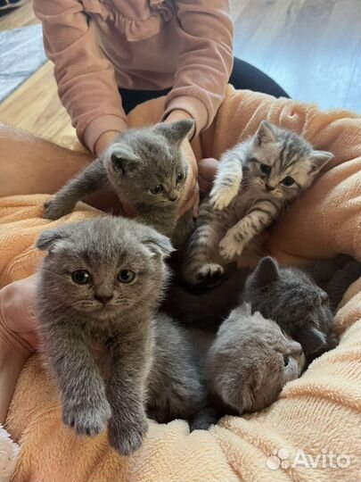 Шотландская