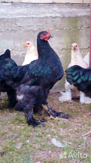 Молодые петушки Брама