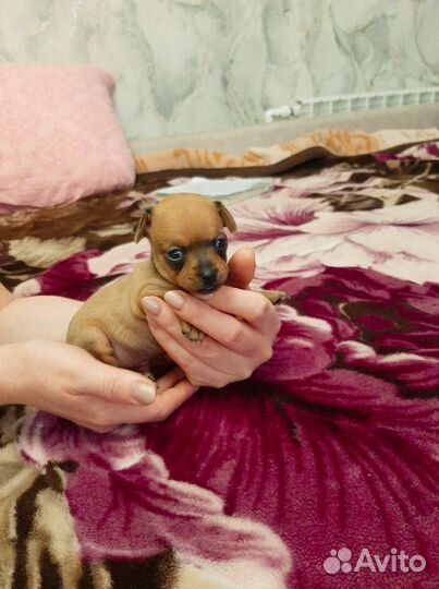 Милые крошки