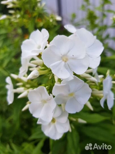 Флоксы сортовые