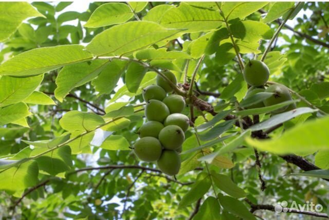 Маньчжурский орех(саженцы)
