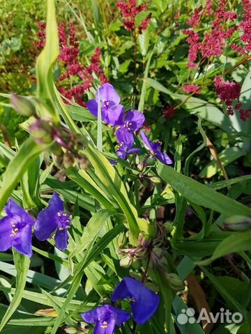 Традисканция садовая