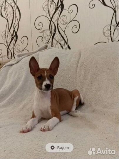 Щенки басенджи