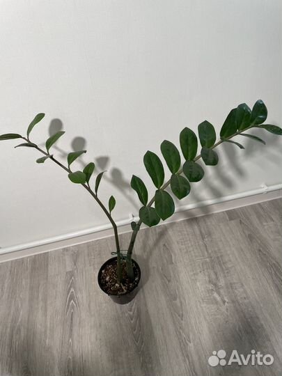 Замиокулькас, Долларовое