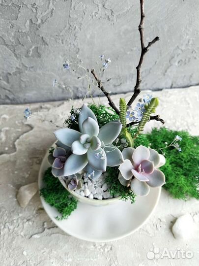 Флорариум, минисадик из суккулентов