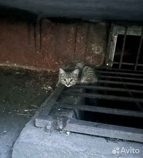 Котенок в добрые руки