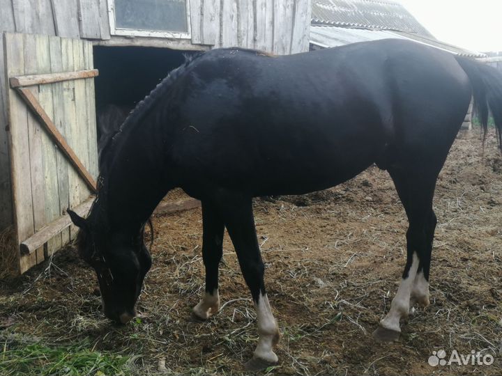 Лошадь трех годовалый