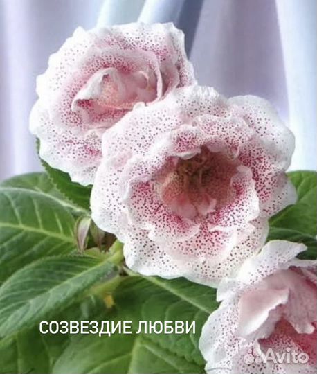 Глоксинии махровые