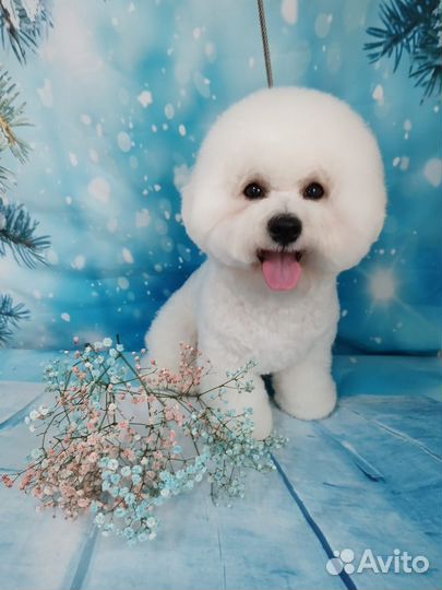 Бишон фризе вязка