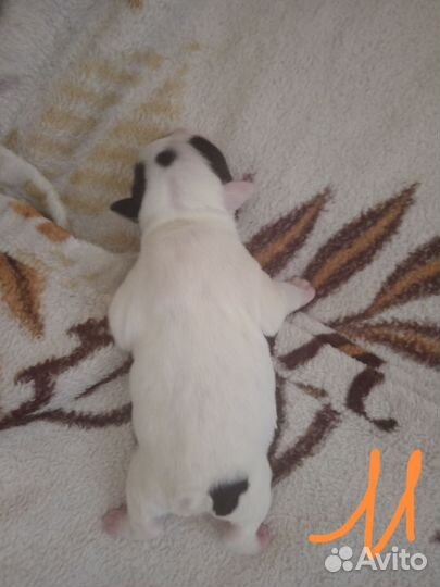 Щенки французского бульдога в Ленинске кузнецком