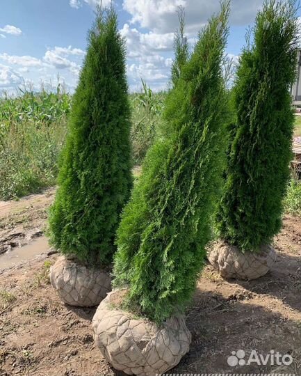 Туя Смарагд extra