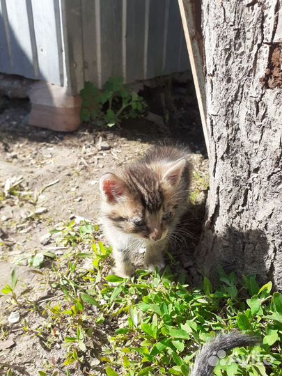 Котята в добрые руки мальчики