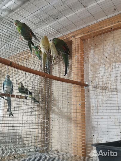 Певчие попугаи