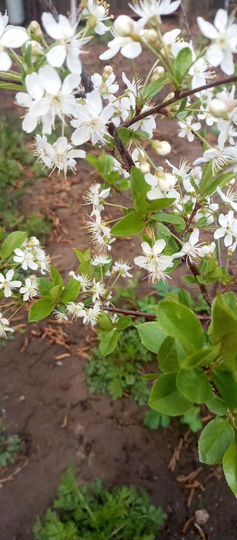 Дача 48 м² на участке 6,1 сот.