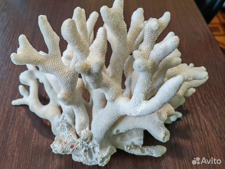 Коралл морской