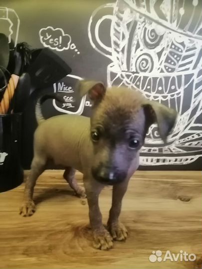 Китайская хохлатая голая